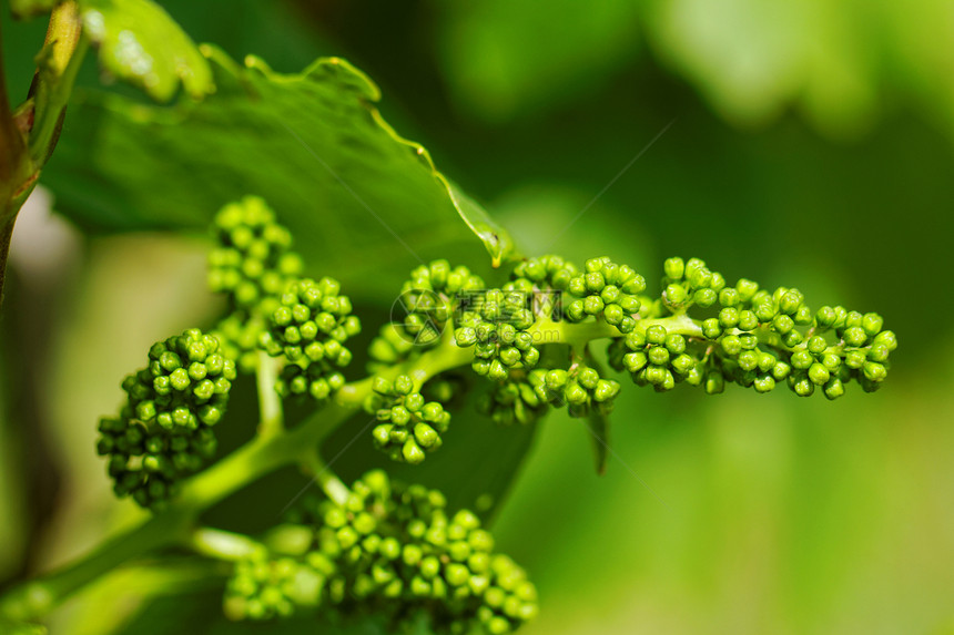 婴儿绿葡萄叶子酒精植物农场生产酒厂农业饮料葡萄园水果图片