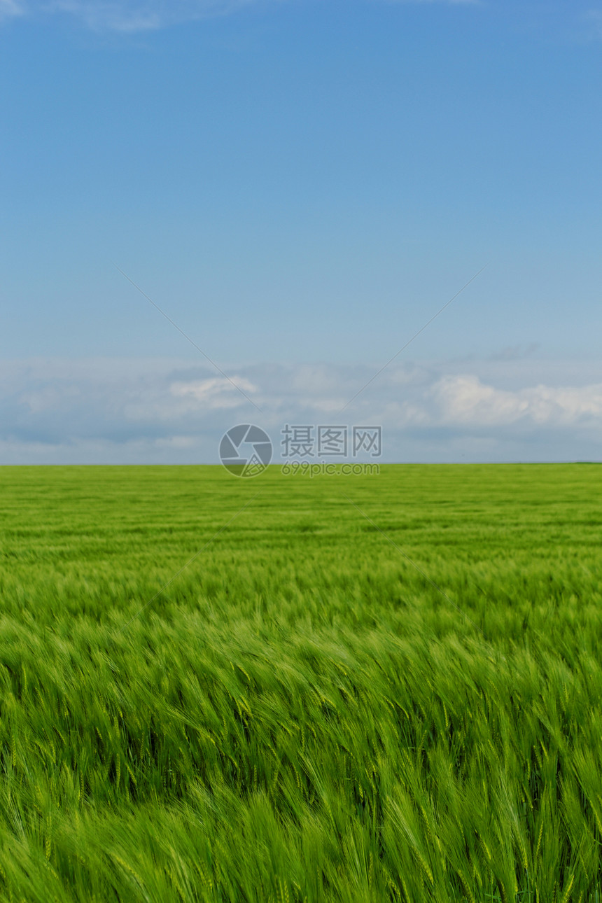 蓝云天空下的小麦田蓝色农场玉米土地牧场风景草地农业草原农田图片