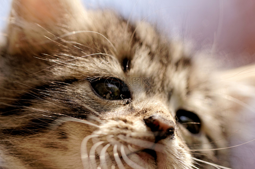 小猫猫科鼻子男性猫咪瞳孔哺乳动物宠物隐藏动物胡须图片