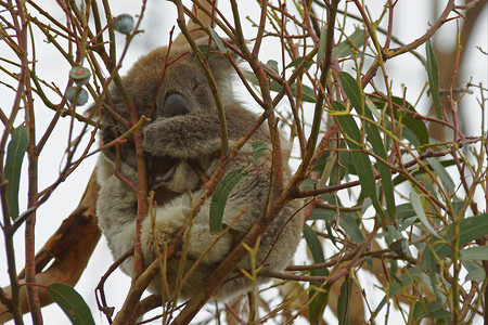 澳大利亚科阿拉哺乳动物旅行野生动物动物群动物背景图片