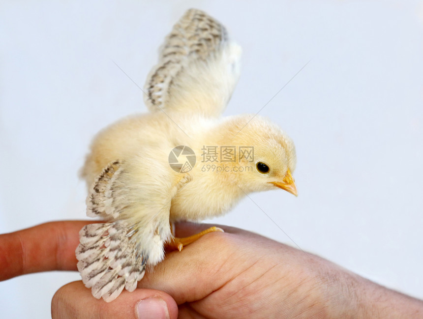 小鸡宝宝羽毛新生动物生活家禽婴儿宠物白色家畜母鸡图片