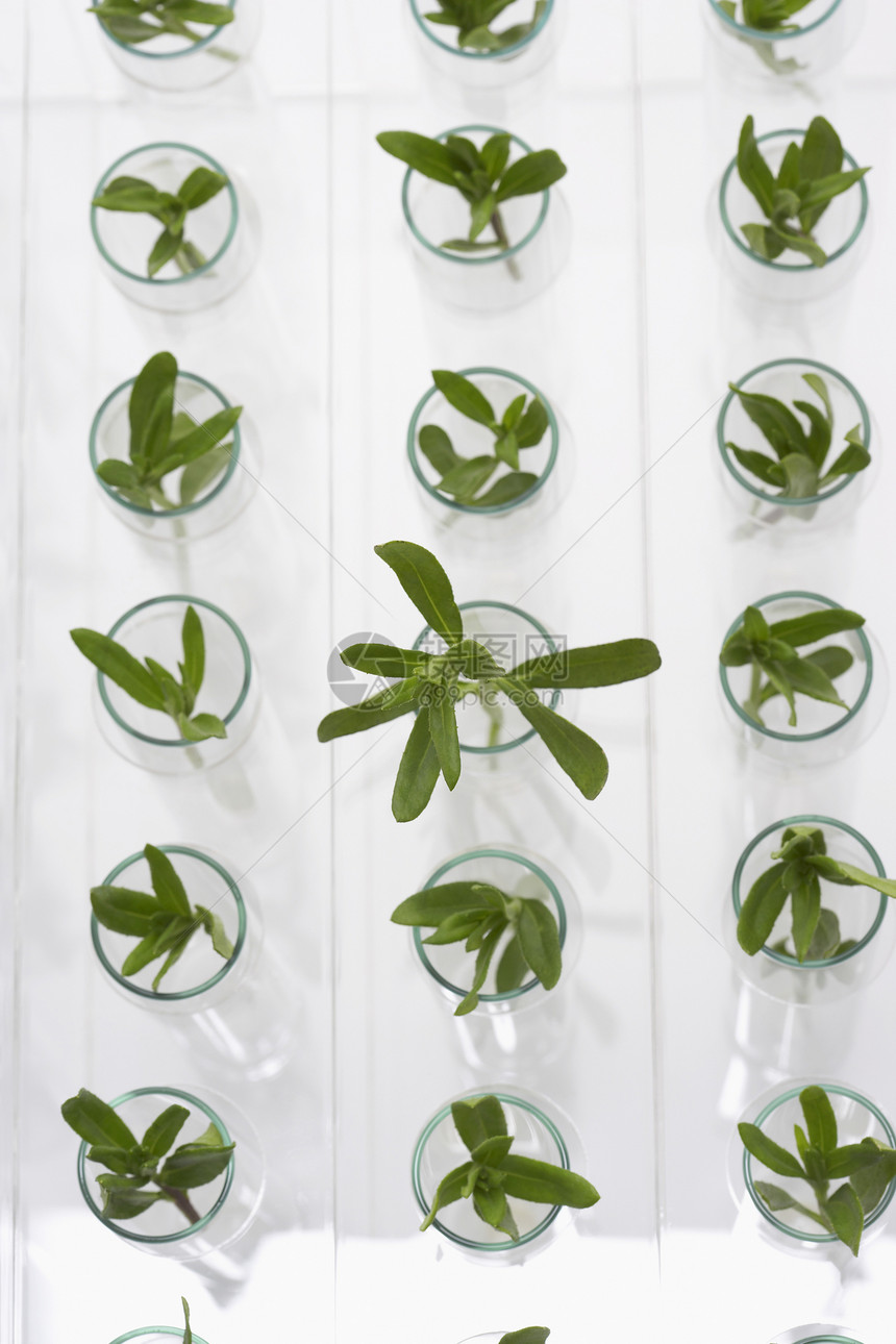 眼镜中的植树苗水杯生长烧杯枝条植物生物学科学玻璃幼苗命令图片