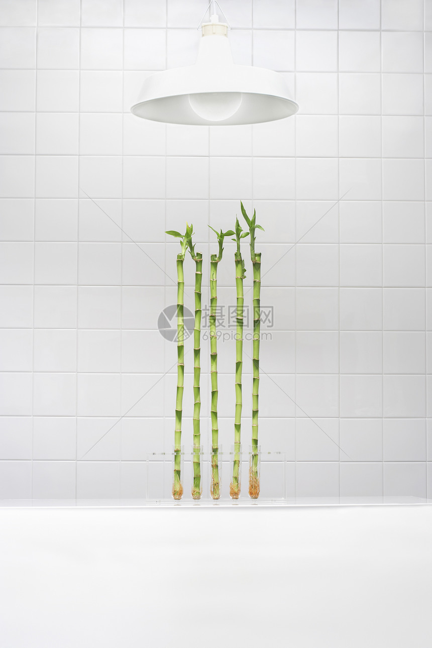 在灯下试验管中种植竹子试管生物学发芽植物瓷砖墙科学幼苗新生活生长图片