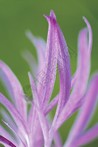 灯光紫花瓣特写背景图片