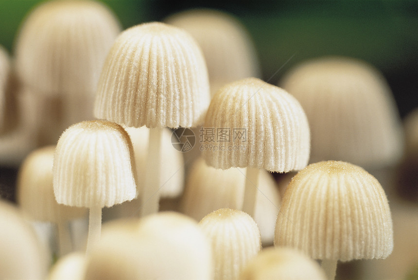 小型白色蘑菇图片