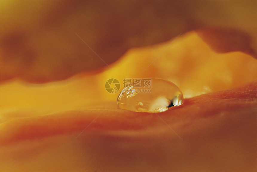 橙色纹理上水滴的详情图片