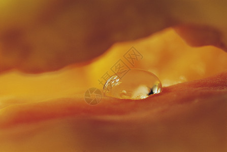 橙色纹理上水滴的详情背景图片