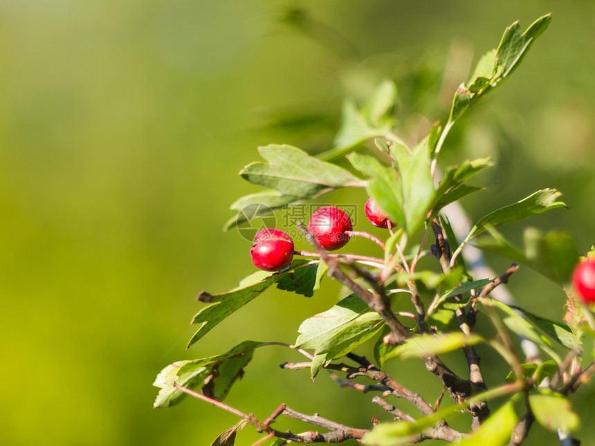 带果实的霍索恩树枝叶子浆果药品刺棘晴天方法太阳药物植物群背景图片