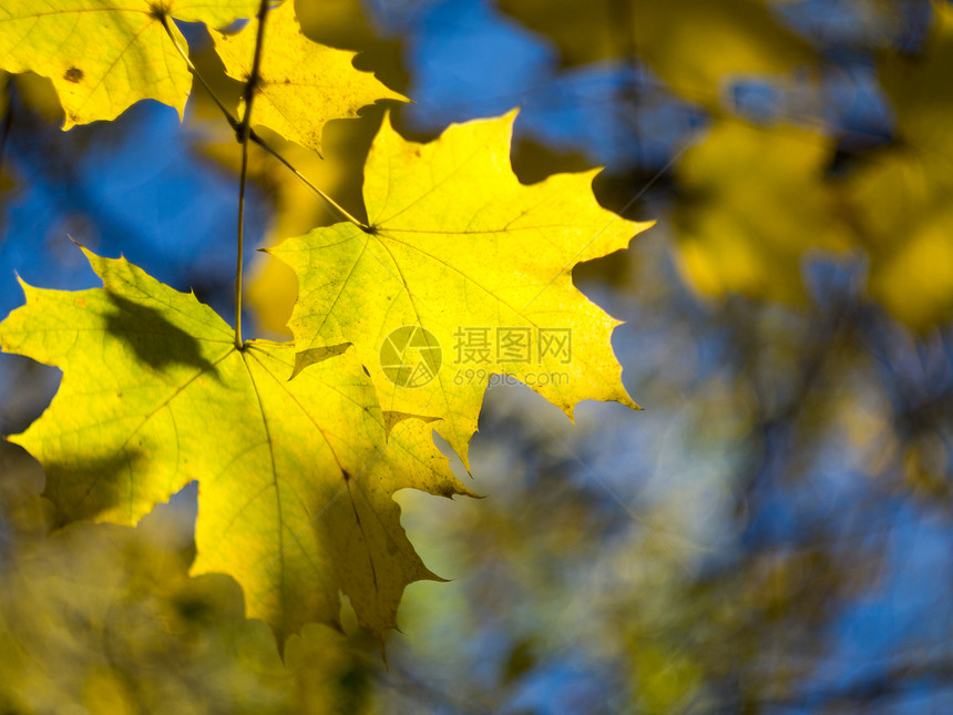 秋天 红树叶太阳发黄蓝色季节叶子黄色背景枝条季节性森林图片