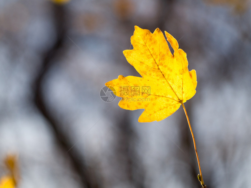 秋天 孤黄床单背景季节性黄色太阳枝条金子孤独森林植物群叶子图片
