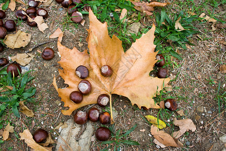 栗子森林食物坚果棕色生活水果小吃树叶种子公园高清图片
