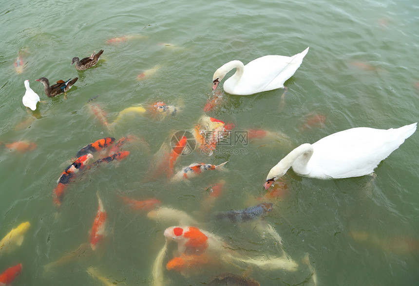 天鹅和鸭子 与科伊鱼在池塘游泳金鱼反射婴儿花园锦鲤公园动物团体鲤鱼荒野图片