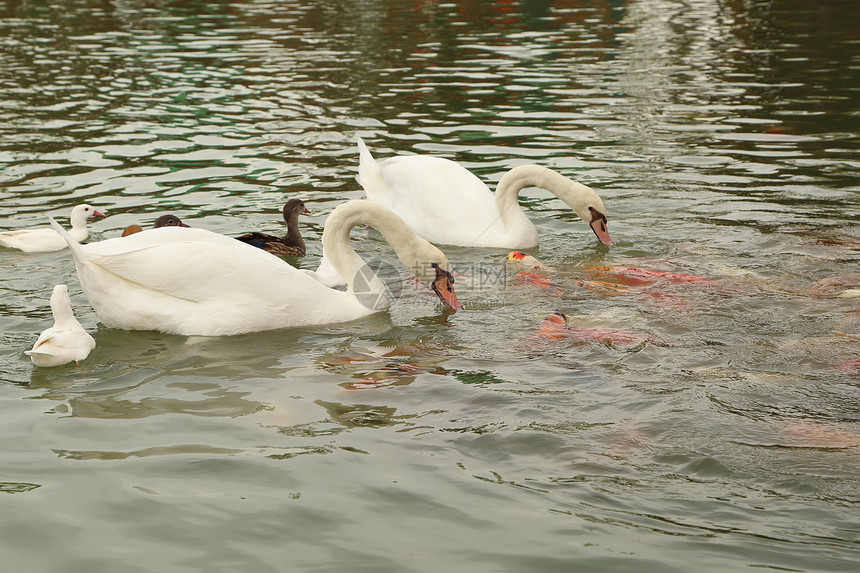 天鹅和鸭子 与科伊鱼在池塘游泳橙子锦鲤婴儿动物宠物金鱼反射公园花园野生动物图片