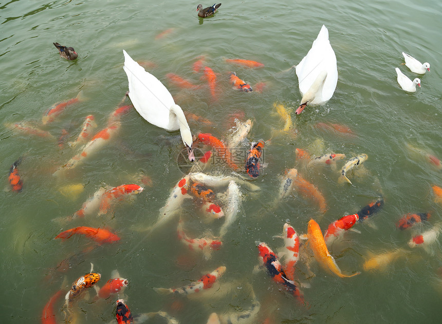 天鹅和鸭子 与科伊鱼在池塘游泳荒野婴儿花园团体锦鲤金鱼宠物动物反射公园图片