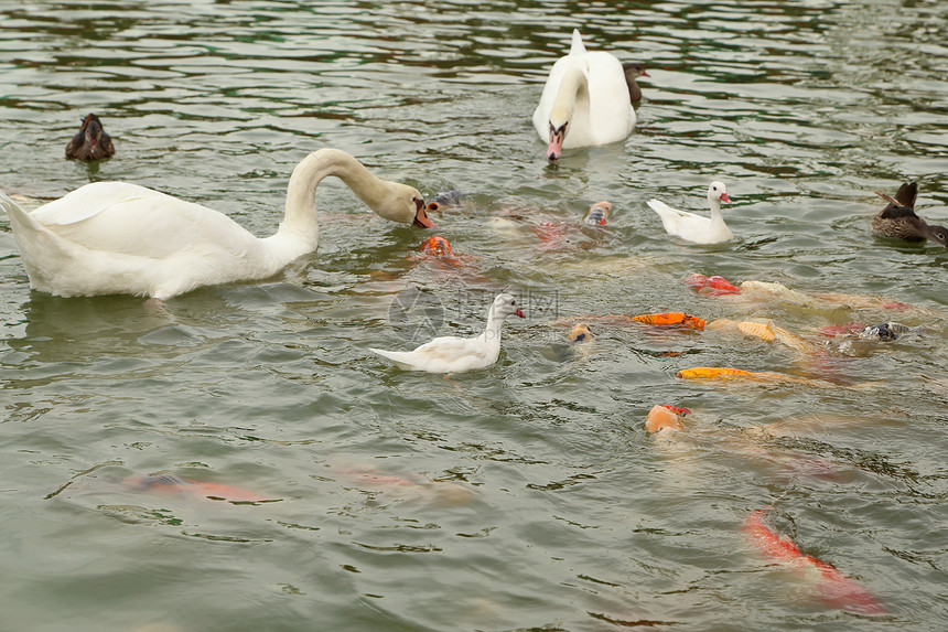 天鹅和鸭子 与科伊鱼在池塘游泳荒野反射公园团体鲤鱼花园动物金鱼锦鲤橙子图片