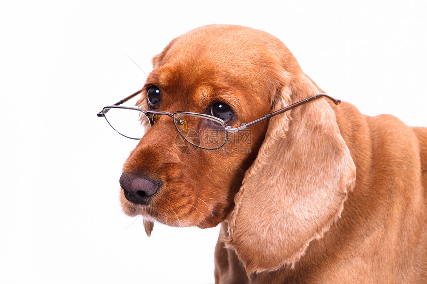 英国Spaniel狗和眼镜毛皮猎犬概念性哺乳动物棕色皮肤宠物犬类羽毛影棚图片