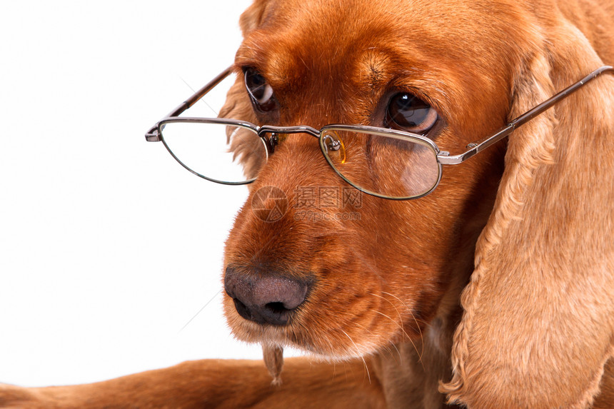英国Spaniel狗和眼镜棕色犬类猎犬皮肤影棚宠物哺乳动物小狗白色毛皮图片
