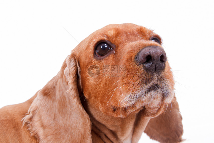 英国鸡头Spaniel狗头宠物白色皮肤犬类朋友哺乳动物棕色影棚猎犬小狗图片