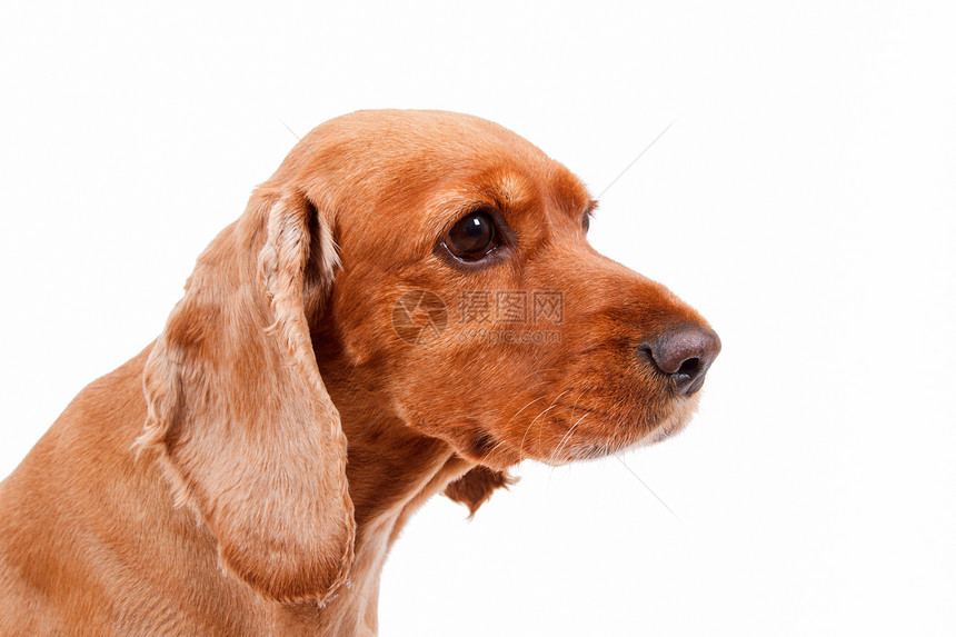 英国鸡头Spaniel狗头小狗毛皮羽毛朋友白色宠物犬类棕色猎犬皮肤图片
