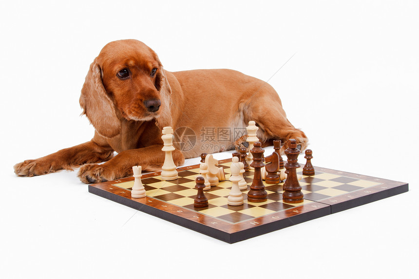 英国玩棋宠物娱乐棕色朋友概念性猎犬说谎动物影棚犬类图片