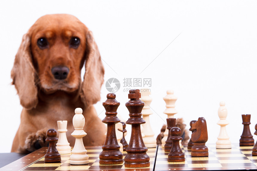 英国玩棋影棚动物棋盘哺乳动物概念性棕色朋友犬类战略羽毛图片