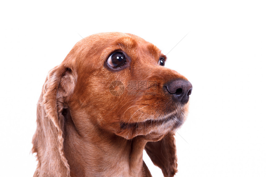 英国斯科式Spaniel Dog毛皮皮肤影棚白色猎犬棕色小狗宠物哺乳动物羽毛图片