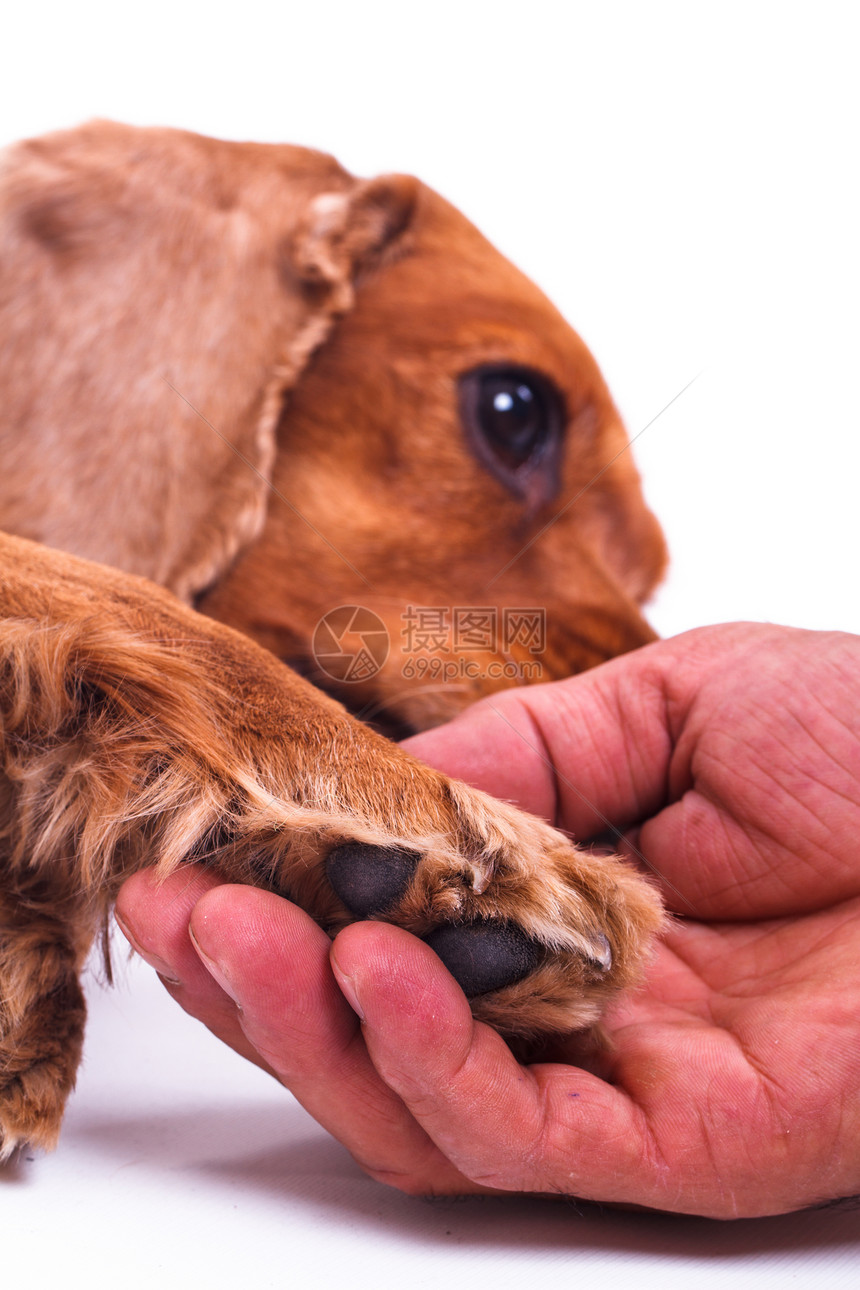 手握路徑皮肤宠物猎犬哺乳动物棕色毛皮朋友白色犬类影棚图片