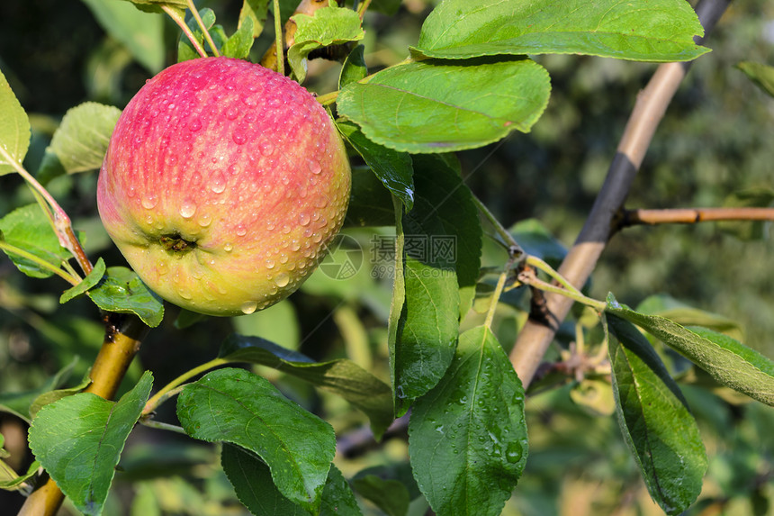 苹果食物农场水果生长植物茶点叶子园艺绿色季节性图片
