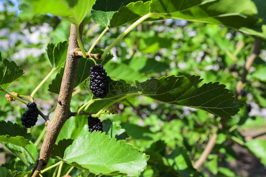 Mulberry 草莓阳光树叶宏观水果食物黑质绿色甜点生长浆果图片