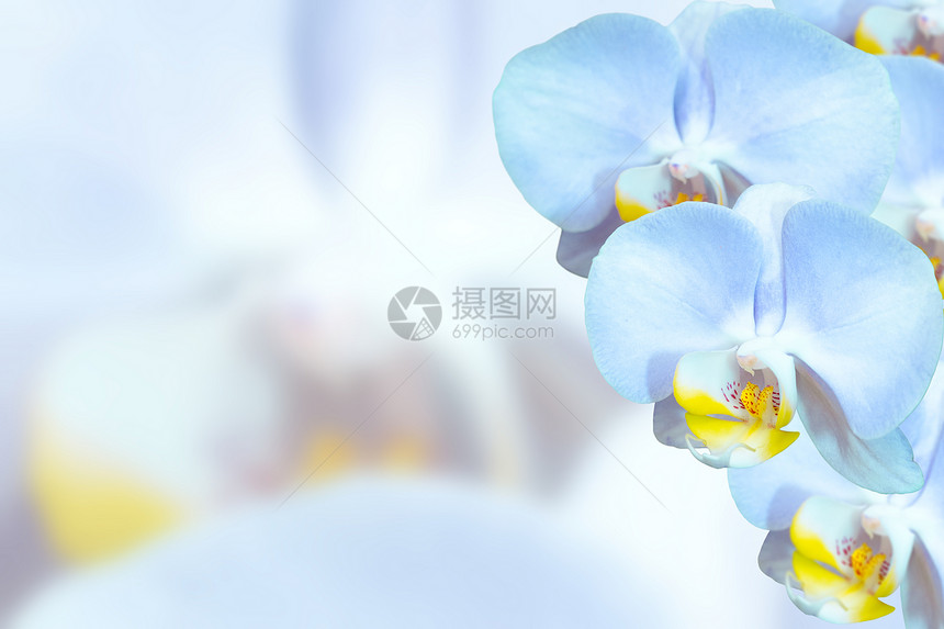 带蓝花花的兰花图片