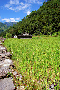 安纳布尔纳水稻田和淡水 喜马拉雅地貌生长高地脚步栽培农场稻田山脉生物灌溉文化背景