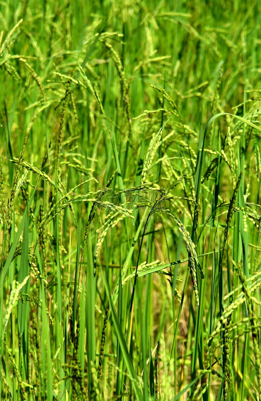 绿稻田草质壁纸阳台生长植物传统土地农田灌溉谷物环境农村图片