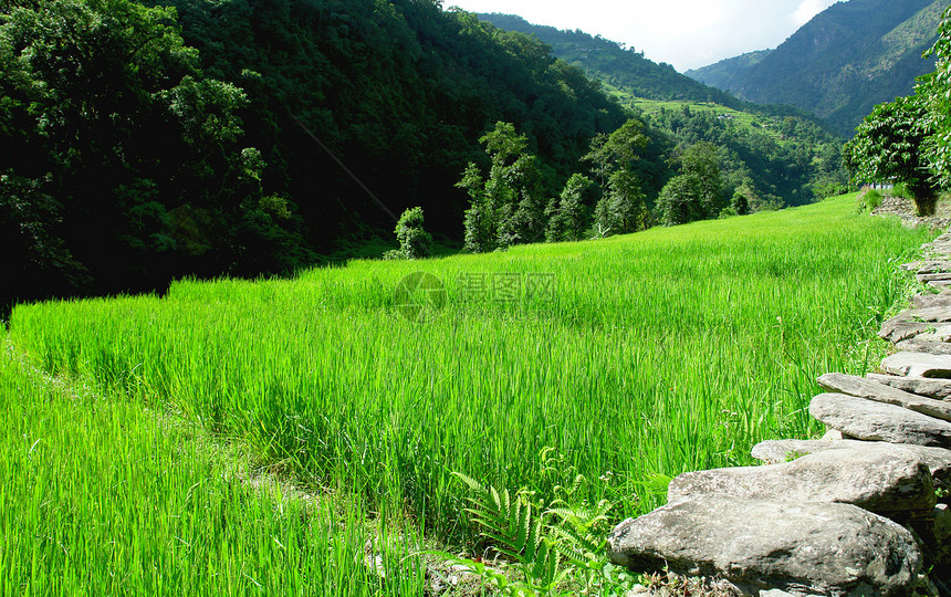 绿色稻田和山河景观 前往安纳普恩传统山坡食物湿地收成旅行栽培种植园阳台场地图片