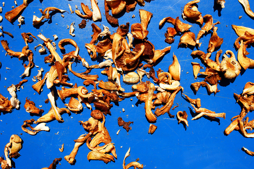 干燥的野生蘑菇图片