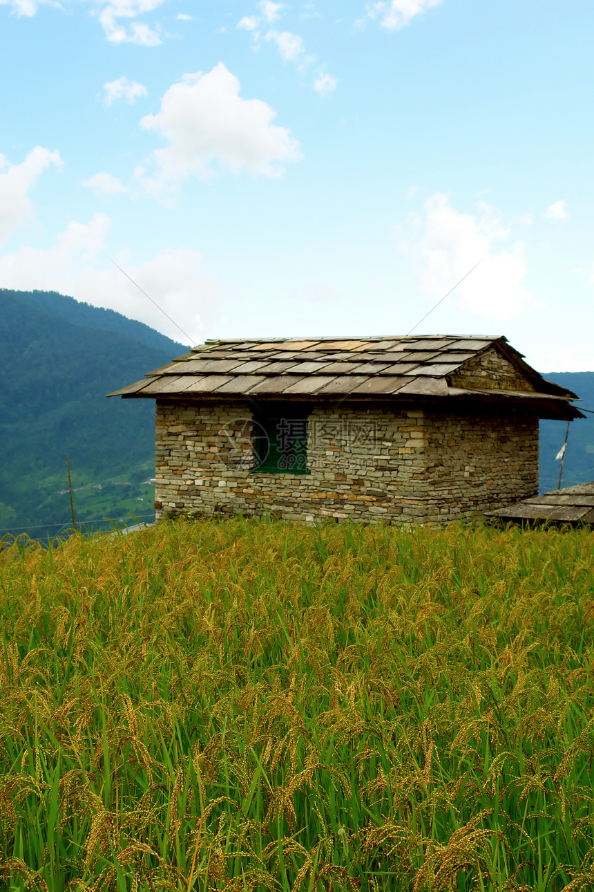 绿色稻田和山地 前往Andapurna基地图片