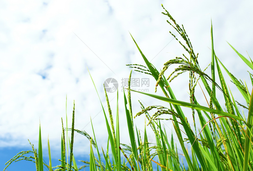 天空背景壁纸中的绿色稻草质素图片