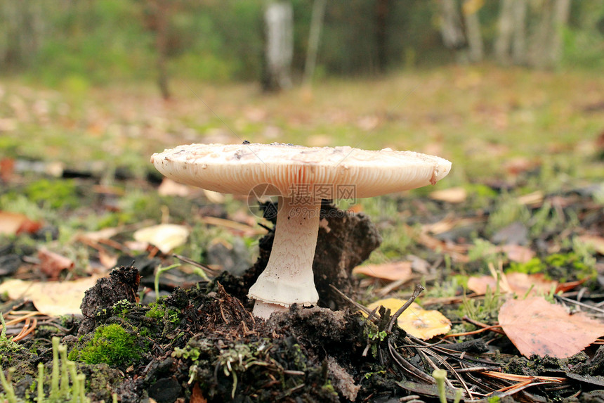 无法食用的蘑菇湿度苔藓实体菌类照片危险叶子荒野草地图片