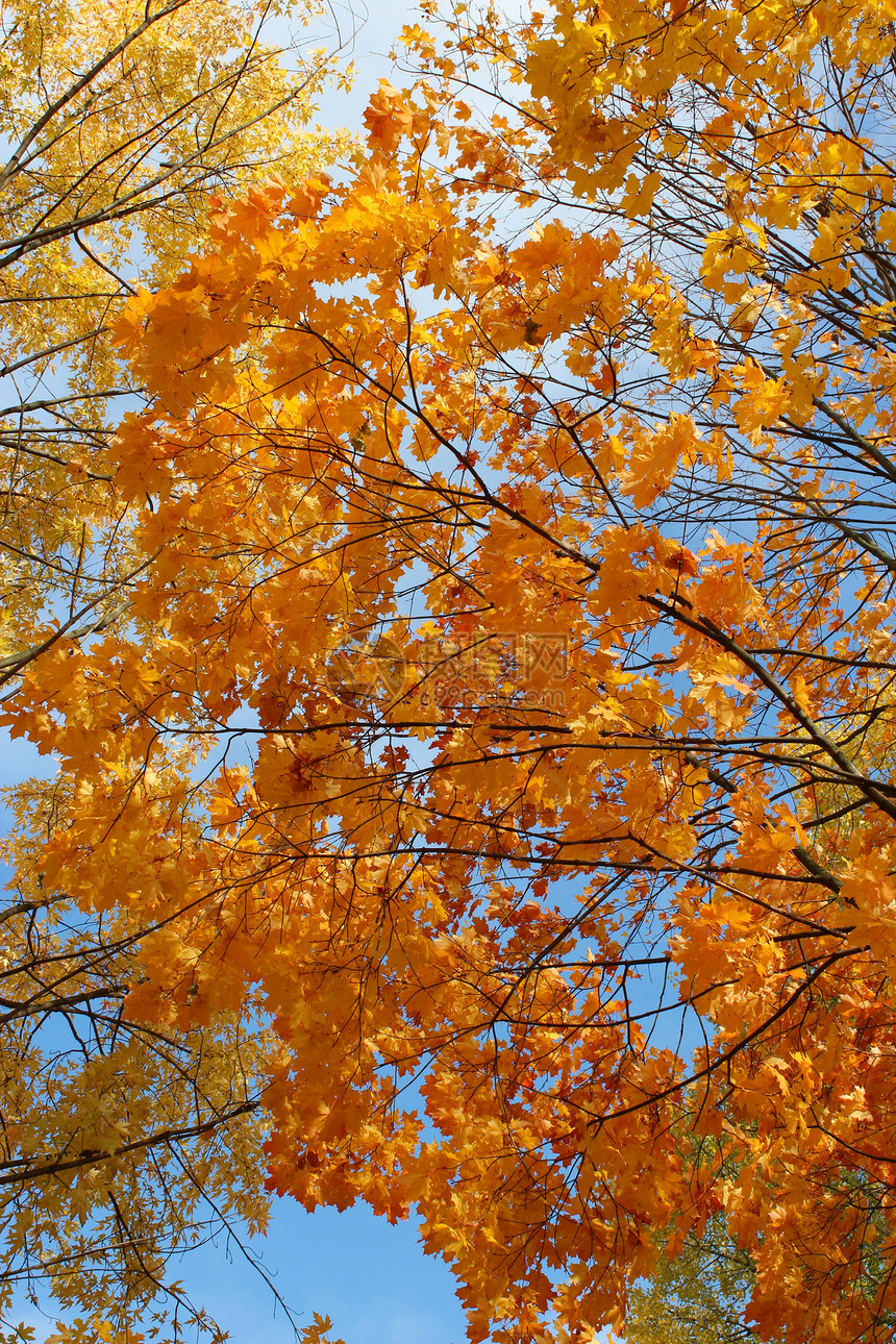 树上黄秋叶植物学季节装饰天空展示庆典公园森林黄色蓝色图片