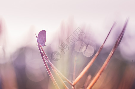 自然中的小蝴蝶翅膀漏洞宏观昆虫花园背景图片