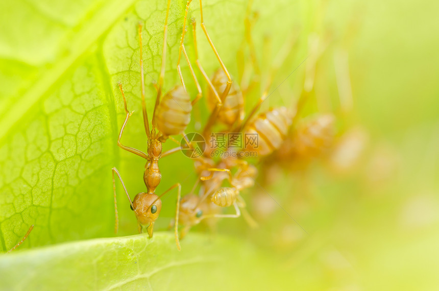 红蚁团队合作野生动物昆虫打猎红色漏洞绿色宏观图片