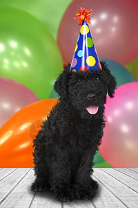 俄国特瑞尔黑小狗 生日庆典肖像描述图像黑色工作室派对主题动物纯种背景背景图片