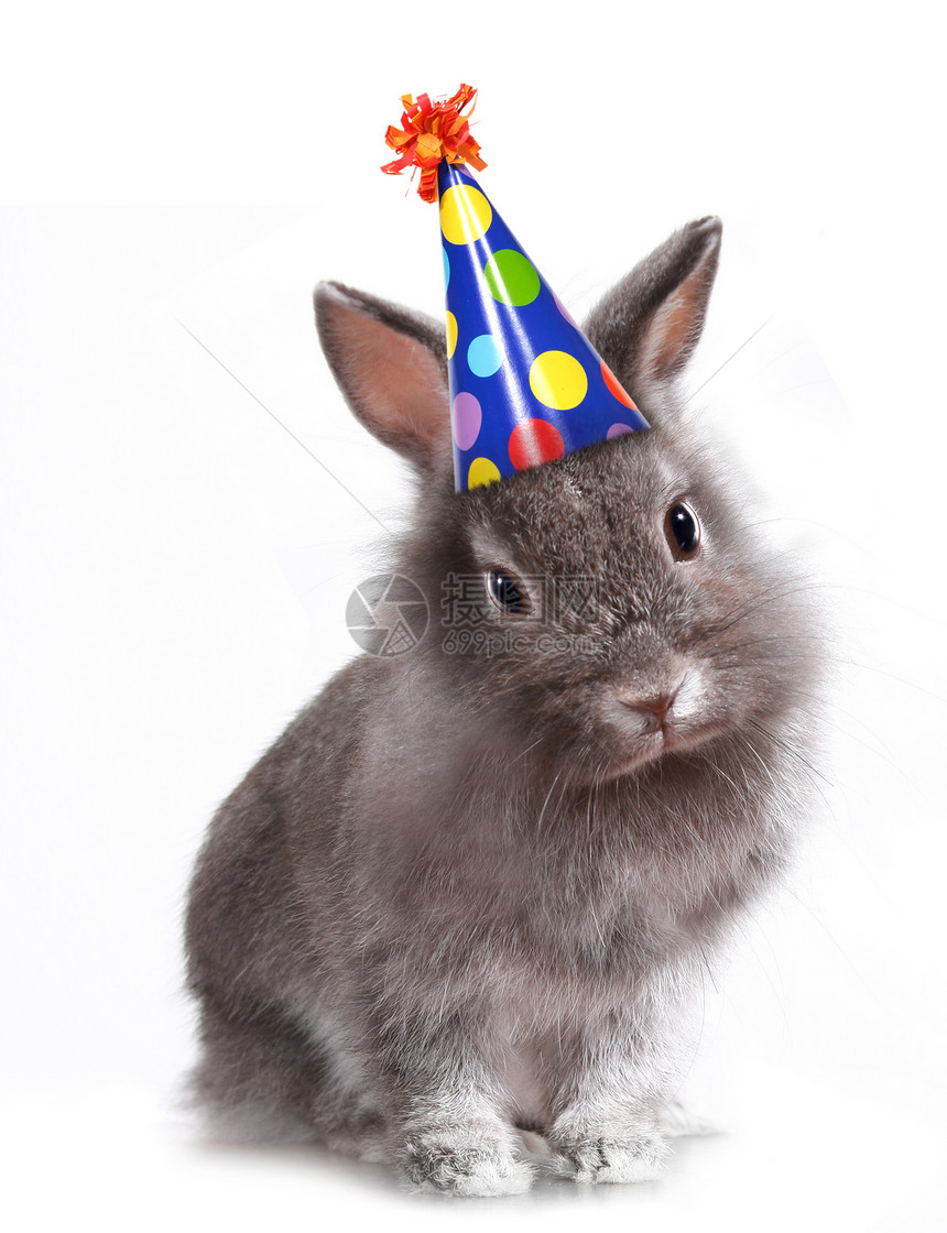 穿着生日帽子的兔子兔居住毛皮耳朵婴儿庆典野生动物小狗爪子生物动物图片