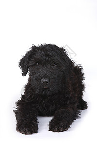白色背景的黑俄罗斯小狗 在白背景下黑色主题图像哺乳动物雄性狗狗工作室宠物外貌肖像背景图片