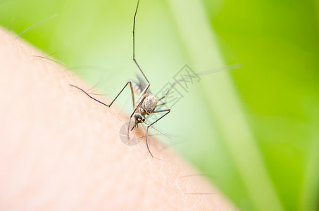 蚊子本性绿色昆虫叶子宏观危险女性漏洞眼睛野生动物背景图片