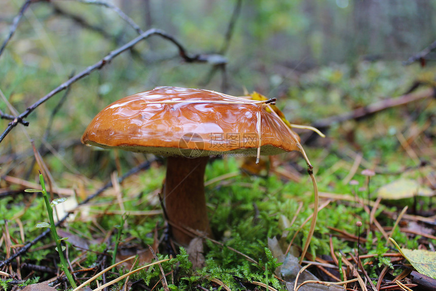 美丽的波列图巴迪乌斯蘑菇绿色棕色生长苔藓荒野穿孔食物木头奶油森林图片