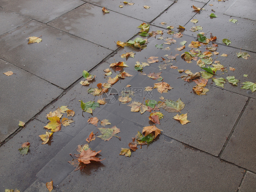 人行道上的叶子天际场景城市路面图片