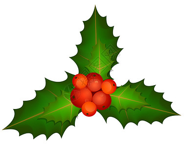 圣诞节叶子枝条植物插图元素季节设计浆果背景图片