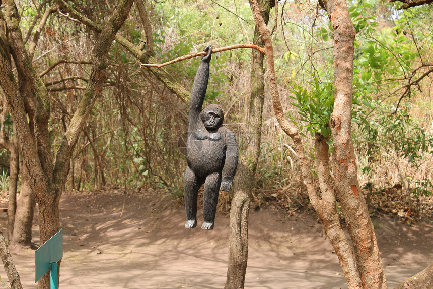 木猩猩挂在树上图片