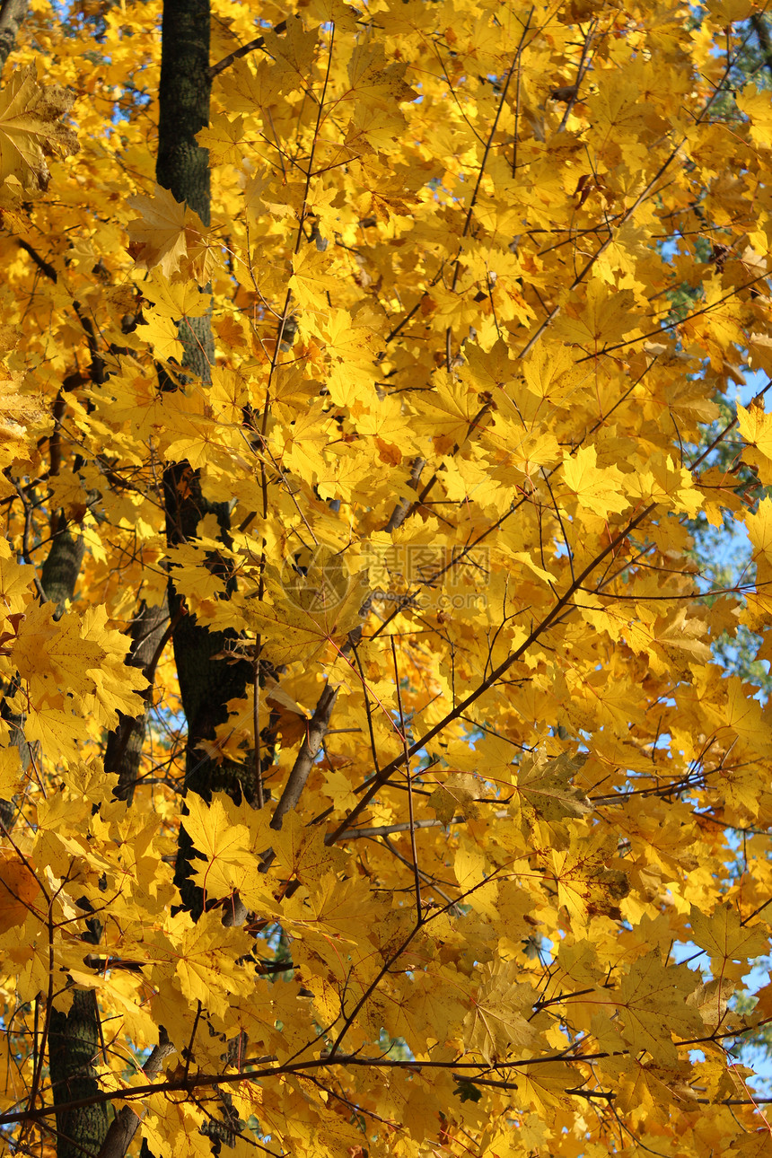 树上黄秋叶蓝色展示庆典装饰季节天空黄色植物学森林风格图片