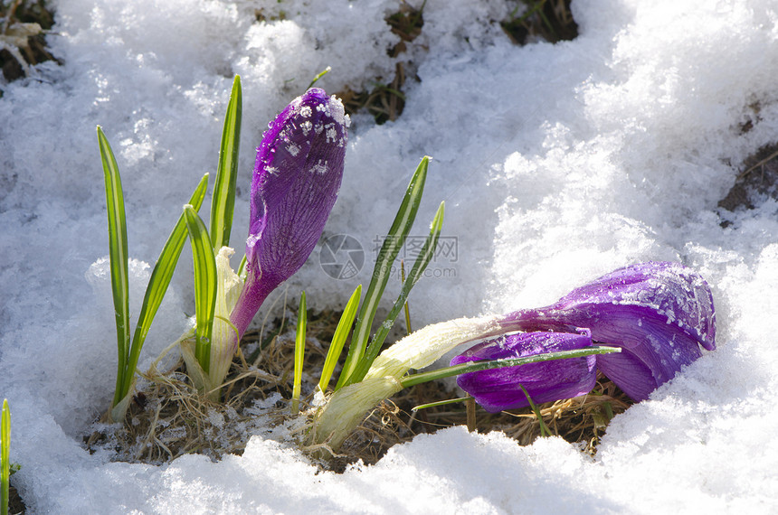 紫罗兰花在雪中穿透鲜花图片